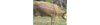 Cows painted with ads, become moo-ving billboards.