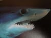 Shark dies during Kmart shoot