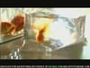 Stuffit Deluxe - Goldfish - (2008) :10 (USA)