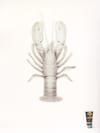lobsters pale by comparison.