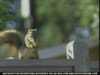 Bud Light - Walter the Squirrel (2007) :30  (USA)
