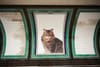 CATS cover Clapham Common station in #CatsNotAds - no ads at all