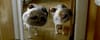Olympus distorted dog - the campaign continues