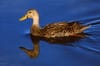 George Parker on Beancast: Ducks gone wild.