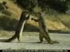 Geico - Squirrel (2002) - 0:30 (USA)