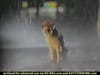 Goodyear - Lost Dog  (1987) - 0:30 (USA)