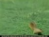 Jimmy Dean - Squirrel Tagging  (2003) - 0:30 (USA)