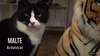Harnessing CATS to save the TIGER, times three.