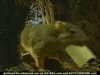 Post-Its - Squirrel  (2001) - 0:15 (USA)