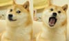DOGE SL ad campaign in Stockholm declared not racist against Japanese