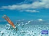 Making toilet paper ads sexy