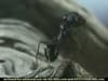 Saturn Vue - Ants (2002) - 0:30 (USA)
