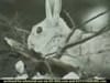 Saturn Vue - Mountain Lion / Rabbits (2002) - 0:30 (USA)