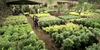Did Ogilvy and American Express get inspired by Grasshoppers inspirational video?