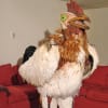 The Barbarian Group reminisce on the Subservient Chickens fifth anniversary