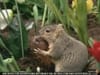 True Value Hardware - Squirrel (2006) :30  (USA)
