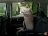 Geico - Piggy wee wee wee - (2010) :30