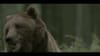 Bouygues Telecom - Bear - (2010) :30 (France)