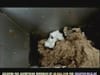Extra Bladet - Meat Processing Plant - (2001) 0:25 (Denmark)