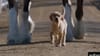Budweiser "Puppy Love" (2014) 1:00 (USA)