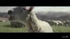 Honda Ridgeline - A new truck to love / Singing sheep (2016) :60 (USA)