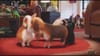 Universal - The Secret Life of Pets (2016) (USA)