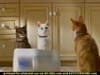 Tidy Cats - It's All Mine  (2002) - 0:15 (USA)