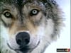 Andersen Consulting - Wolves (2000) :30 (USA)