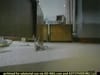 HotJobs.com - Newton's Cradle  (2001) - 0:30 (USA)