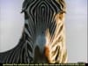 Whiskas - Zebra  (2003) - 0:30 (USA)
