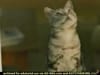 Whiskas - Bird Feeder  (2003) - 0:15 (USA)