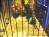 Crown Forklifts - Noah's Ark / Tiger (1980) :30 (USA)
