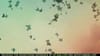 The Open Polytechnic of NZ - Open World - (2008) :45 (New Zealand)