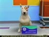 Target - See Spot Save - Lunch / Dog (2004) 0:30 (USA)