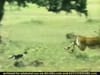 Whiskas - Inner Beast - Impala / Antelope - short (2004) 0:15 (USA)