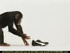 Puma - Chimp  (2004) 0:15 (USA)