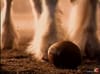 Budweiser - Horse Football  (1996) - 0:60 (USA)