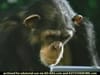 VoiceStream - I Passed  (2001) - 0:30 (USA)