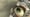 Choose Cruelty Free - Bright Eyes  - (2009) :30 (Australia)