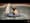 Jim Bean - "Puppy" Guys Never Change. Neither do we - (2009) :32 (USA)