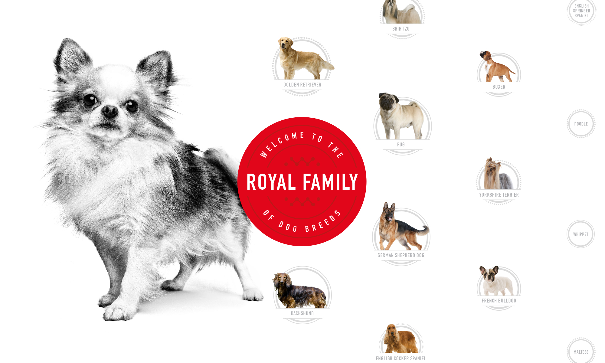 royal canin commercial